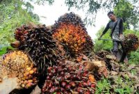 Aktivitas panen kelapa sawit di Kalimantan Timur yang terdampak positif oleh penguatan harga CPO global.