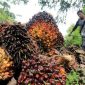 Aktivitas panen kelapa sawit di Kalimantan Timur yang terdampak positif oleh penguatan harga CPO global.