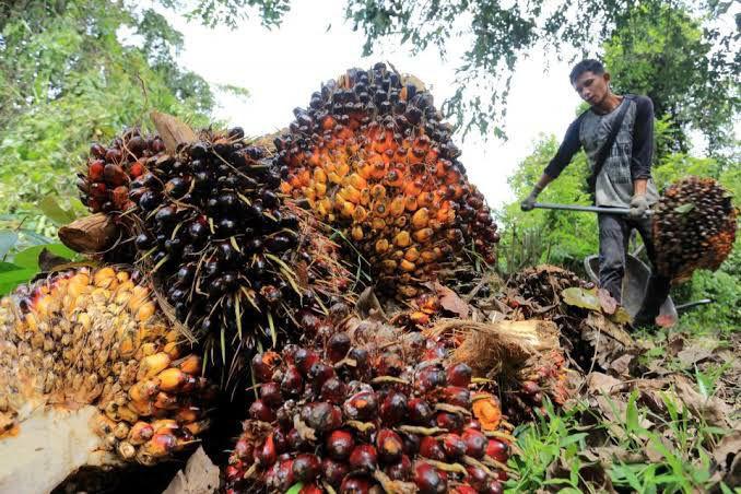 Aktivitas panen kelapa sawit di Kalimantan Timur yang terdampak positif oleh penguatan harga CPO global.